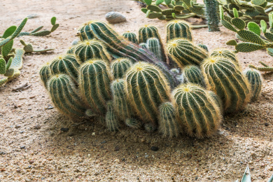 沙地上的仙人掌