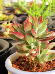 一颗美丽的多肉植物