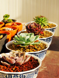 许多美丽的多肉植物