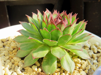 一颗美丽的多肉植物