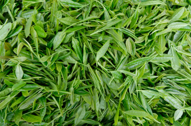 新采摘的茶叶