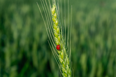 小麦穗上的七星瓢虫