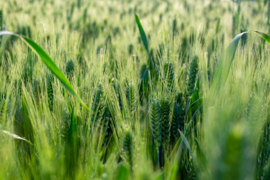 灌浆期的绿色小麦穗特写