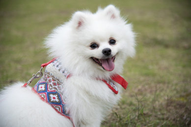 一只白色的狐狸犬神情可爱的望着你