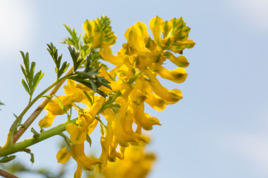 成串的金黄色野花 黄堇