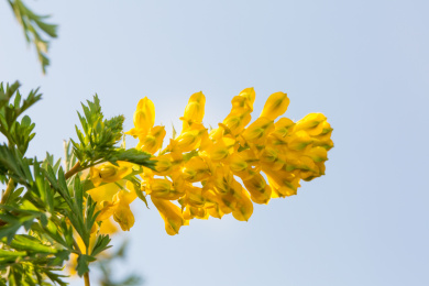 成串的金黄色野花 黄堇