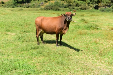 草原放牧的黄牛 乡村
