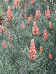 开花的白皮松树