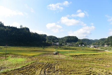 农村田野丰收的稻谷