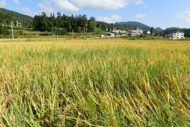 农村丰收的稻谷