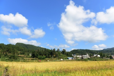 农村丰收的稻谷