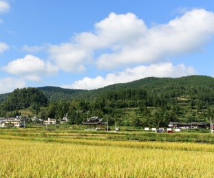 农村丰收的稻谷