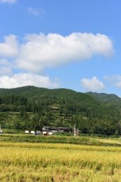 农村丰收的稻谷