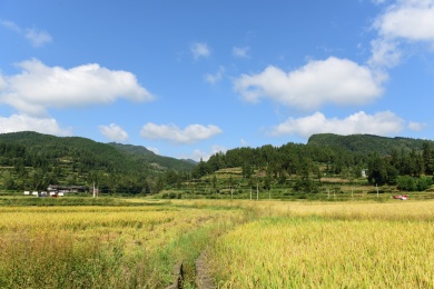 农村丰收的稻谷