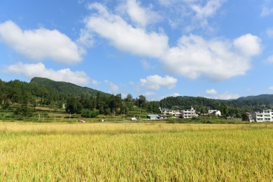 农村丰收的稻谷