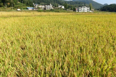 农村丰收的稻谷