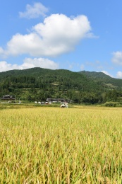 农村丰收的稻谷