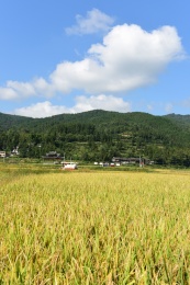 农村丰收的稻谷