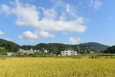农村丰收的稻谷