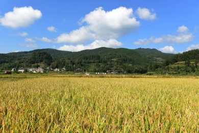 农村丰收的稻谷