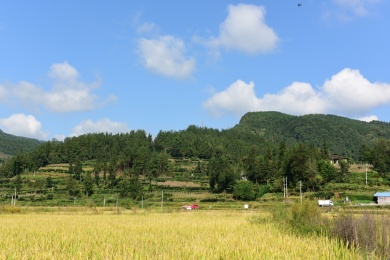 农村丰收的稻谷