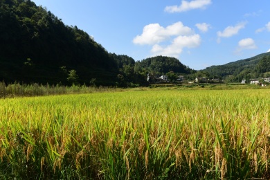 农村丰收的稻谷 成熟