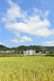 农村丰收的稻谷