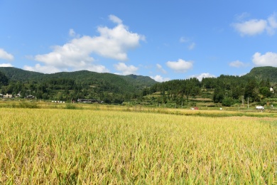 农村丰收的稻谷