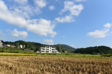 农村丰收的稻谷