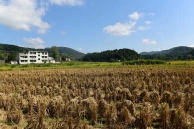 农村丰收的稻谷