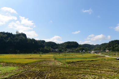 农村丰收的稻谷