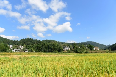 农村丰收的稻谷