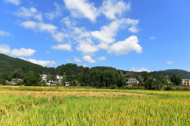 农村丰收的稻谷