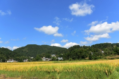 农村丰收的稻谷