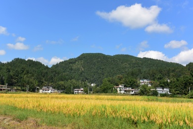 农村丰收的稻谷