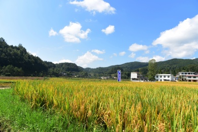 农村丰收的稻谷