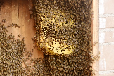 养蜂场蜂蜜蜂巢