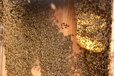 养蜂场蜂蜜蜂巢