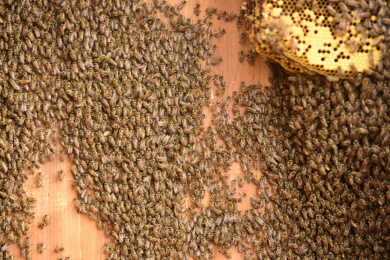 养蜂场蜂蜜蜂巢