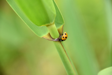 爬在芦苇杆上觅食的七星瓢虫