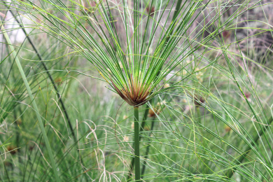 水边的一片野生绿色纸莎草