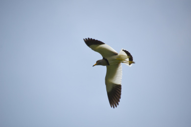 在纯色天空中展翅高飞的鸟儿