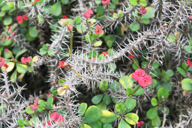 一株野生红花开花的铁海棠