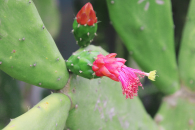 沙地里的大绿扇仙人掌