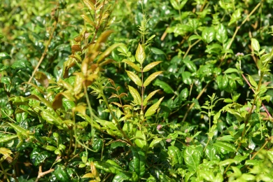 植物藤茶茶叶 蛇葡萄