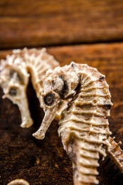 棕色桌面上放着一对晒干海马