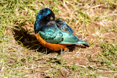 一只小鸟正在清理自己的羽毛