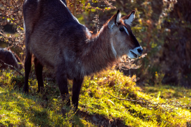 非洲旱季站在湖边的水羚羊