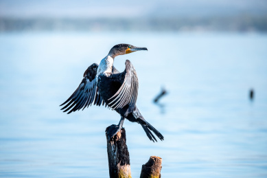 一只野生的鸬鹚（Cormorant）在水面的石头上展开翅膀