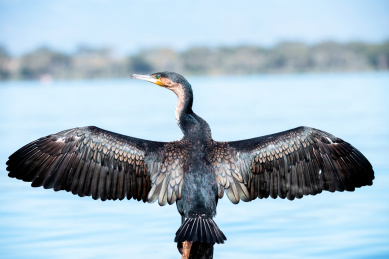 在水面上伸张翅膀的水鸟——鸬鹚（Cormorant）